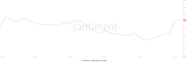 Cardano (Ada) Surges 7% As Whale Accumulation Fuels Market Optimism